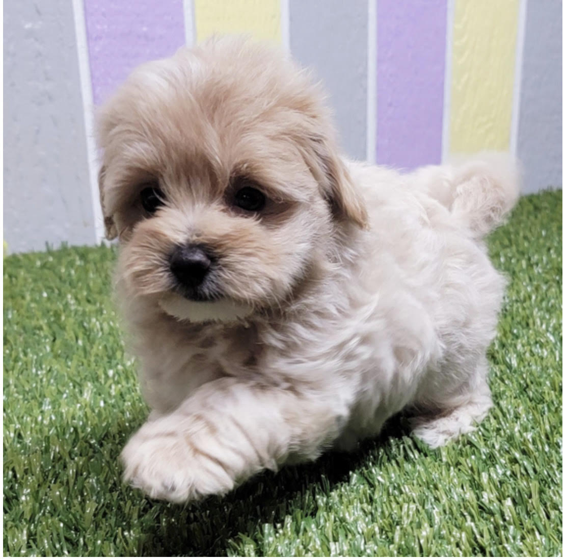 comprar cachorros sanos, baratos y asequibles para la venta